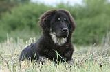 DOGUE DU TIBET 842